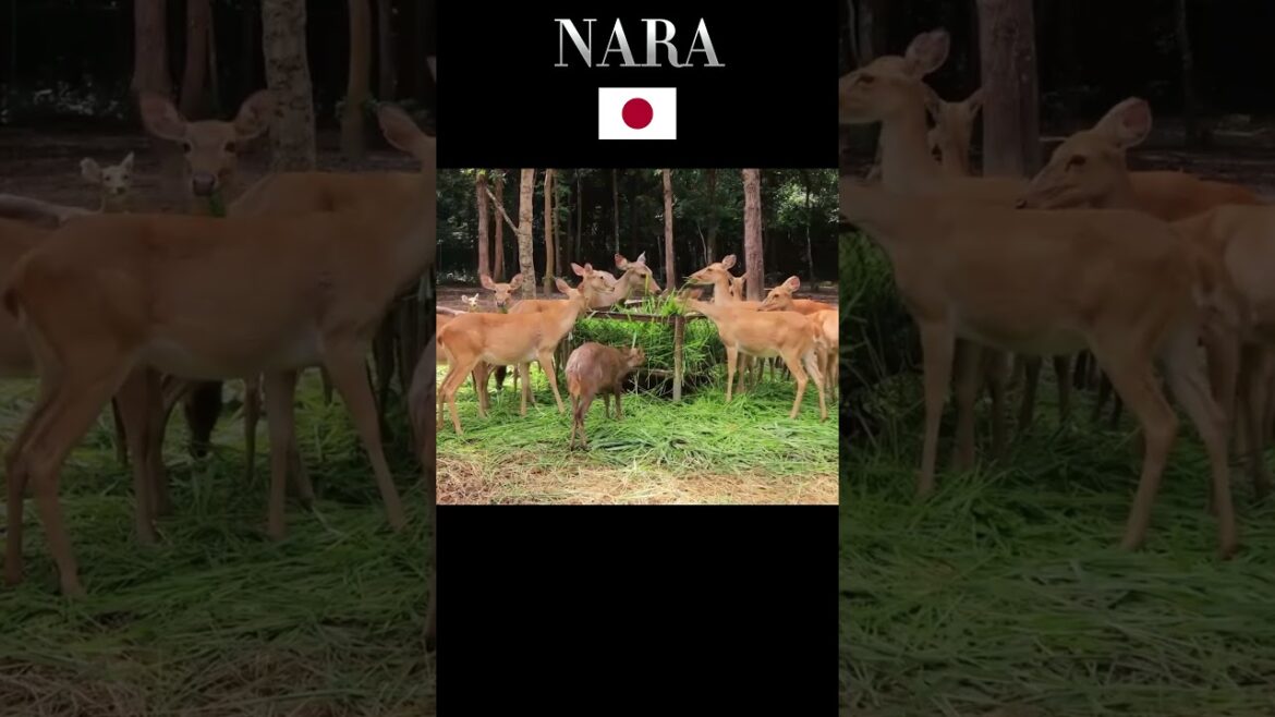 Nara  - Japan #travel #top #toptravel#shorts #japan #youtubeshorts