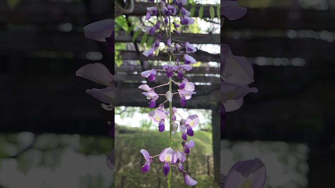 Wisteria in Fukuoka 🌸 #Japan #shorts #wisteria