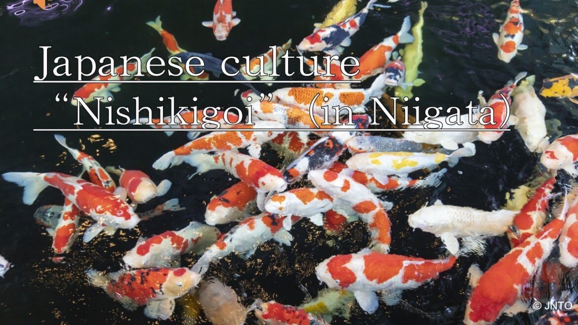 Japanese culture “Nishikigoi” (in Niigata) Video Library