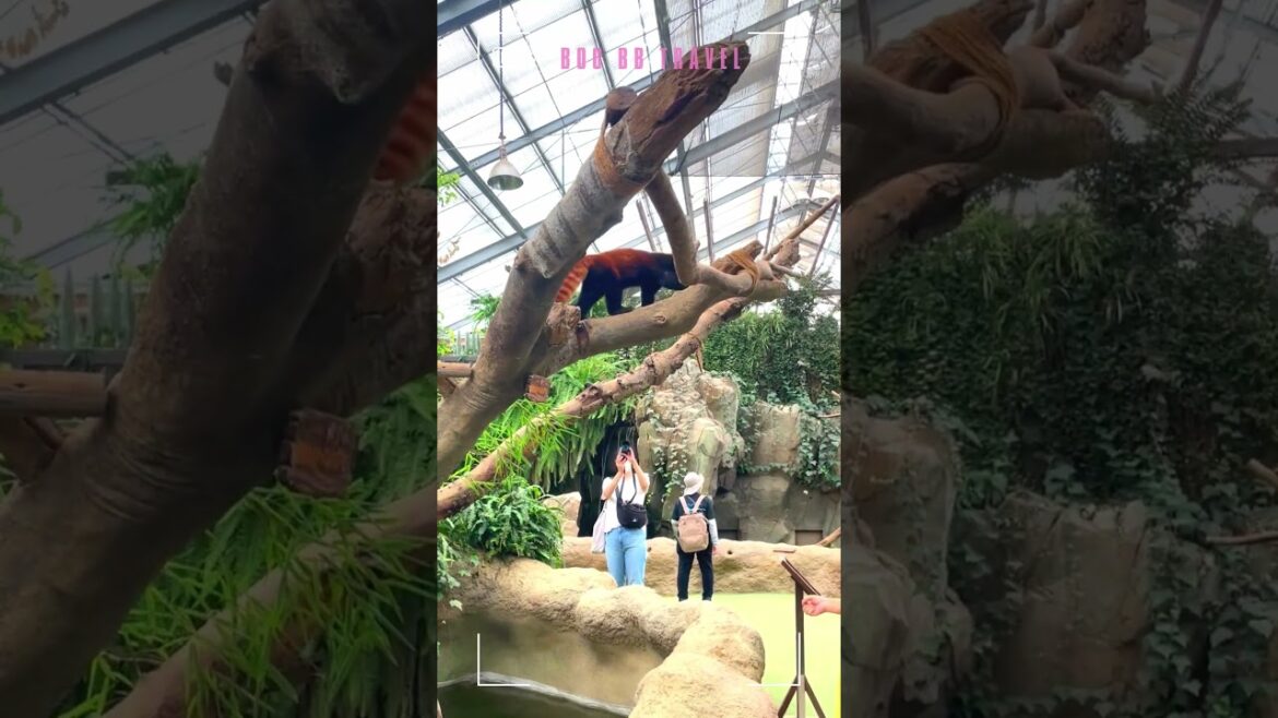 神戶動物王國/小熊貓/大阪/接觸動物/餵食體驗/ レッサーパンダ/水豚 #kobe animal kingdom #大阪 #神戶 #大阪旅行 #大阪自由行 #osaka #kobe 神戶動物王國/小熊貓/大阪/接觸動物/餵食體驗/ レッサーパンダ/水豚 #kobe animal kingdom #大阪 #神戶 #大阪旅行 #大阪自由行 #osaka #kobe