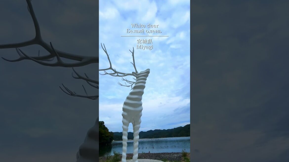 📍White deer #shorts #japan #miyagi #sendai #旅行 #travel #travelblog #insta360 #宮城県　#宮城県観光  #宮城観光