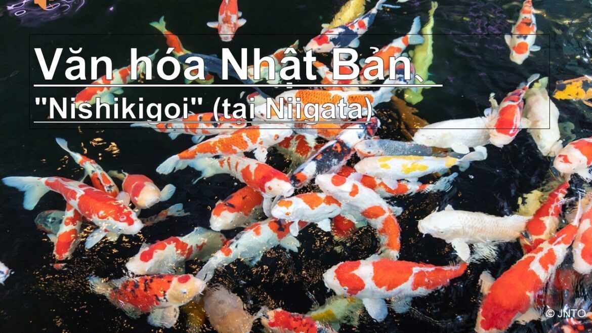 Văn hóa Nhật Bản、”Nishikigoi” (tại Niigata),Thư viện video Văn hóa Nhật Bản、"Nishikigoi" (tại Niigata),Thư viện video