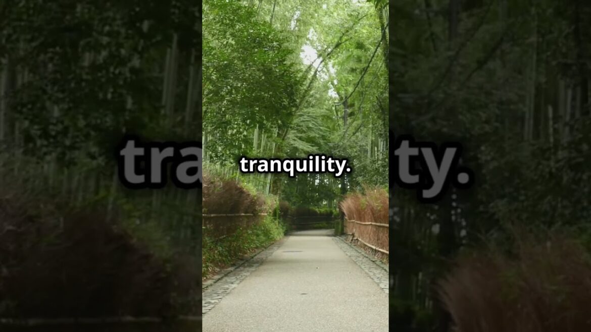 Kyoto Highlights: Explore the Best of Japan’s Historic City  #kyoto #japan #travel #travelvlogs