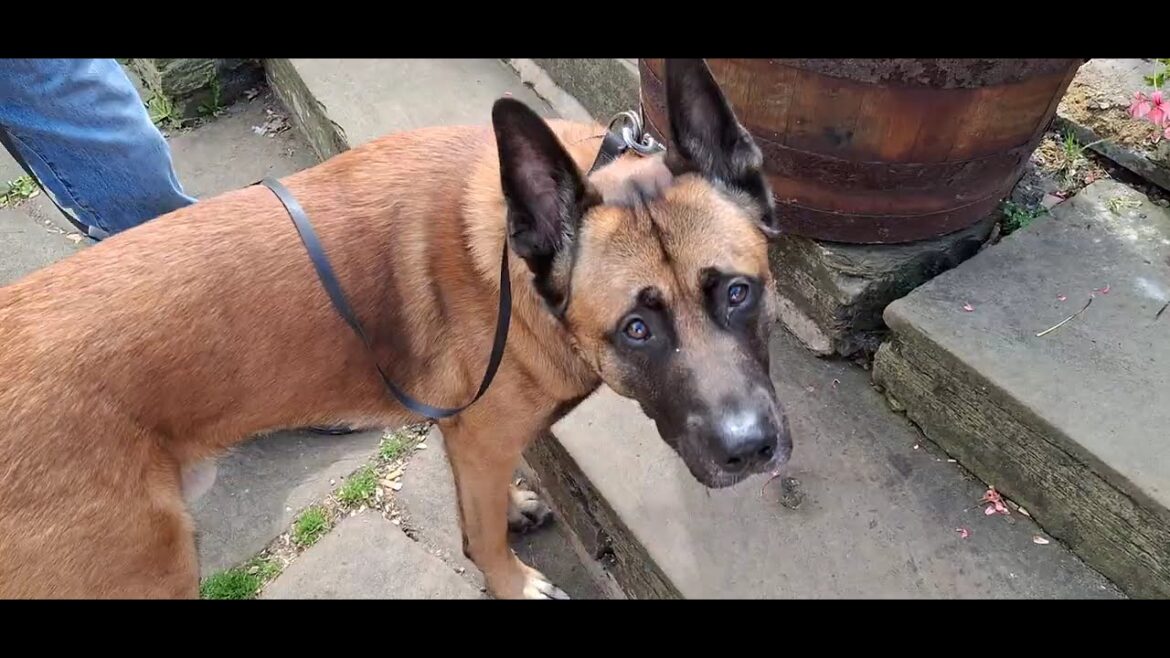 Dog has a beautiful time in Haworth Dog has a beautiful time in Haworth