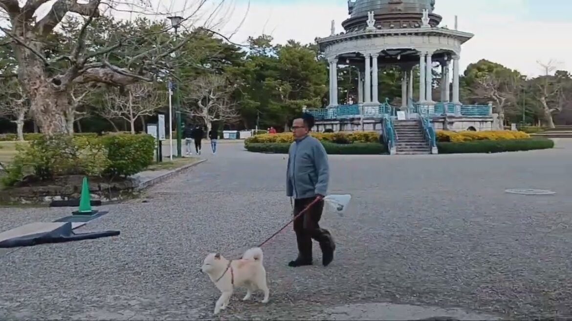 almost cherry blossoms season in Nagoya, Japan almost cherry blossoms season in Nagoya, Japan