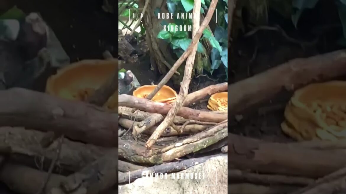 神戶動物王國／白耳狨猴／Common Marmoset／神戶／大阪／接觸動物／餵食體驗／＃kobe animal kingdom #大阪  #神戶 #大阪旅行 #大阪自由行 #osaka #kobe