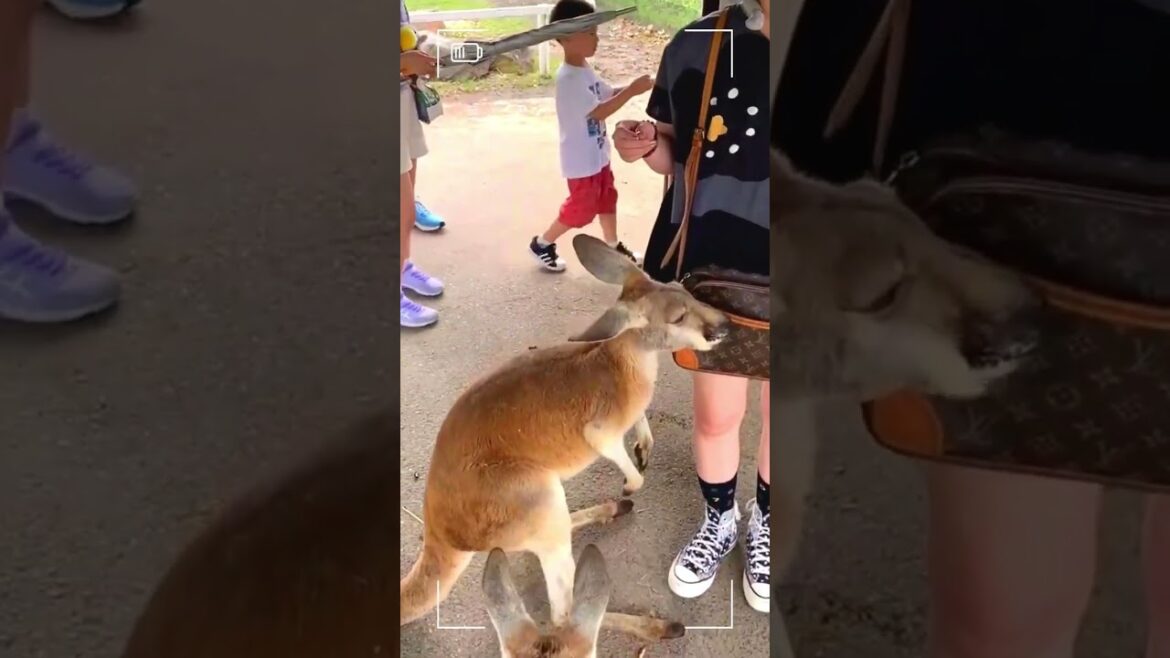 神戶動物王國神戶／紅袋鼠／Red Kangaroo／大阪／接觸動物／餵食體驗／＃kobe animal kingdom #大阪  #神戶 #大阪旅行 #大阪自由行 #osaka #kobe