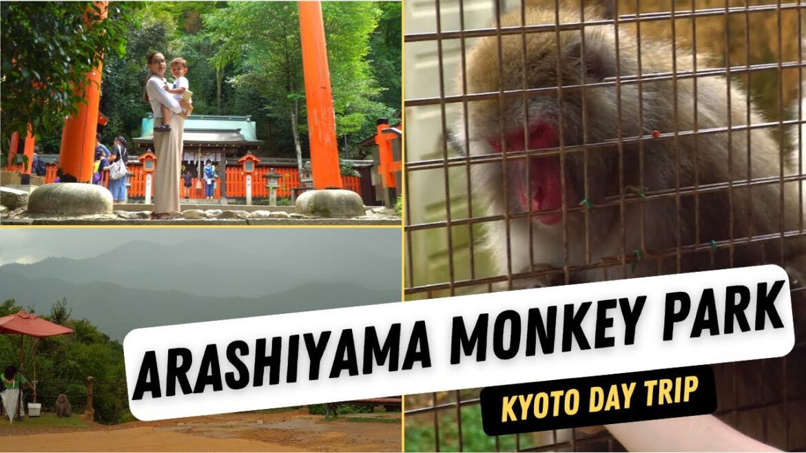 Arashiyama Monkey Park | Best Kyoto Day Trip Arashiyama Monkey Park | Best Kyoto Day Trip