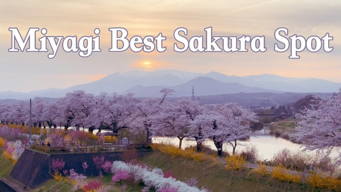 5 mile long riverside Sakura path with mountain views in Miyagi! [Hitome Senbonzakura, 白石川堤一目千本桜]