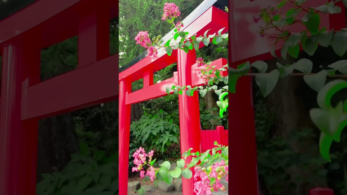 Top 3 must-visit location in Shizuoka Prefecture!#shizuoka #shizuokatrip #japantravel Top 3 must-visit location in Shizuoka Prefecture!#shizuoka #shizuokatrip #japantravel