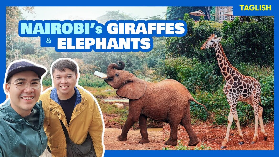 KENYA VLOG 2: Elephant Nursery & Giraffe Center • Nairobi Tour • The Poor Traveler