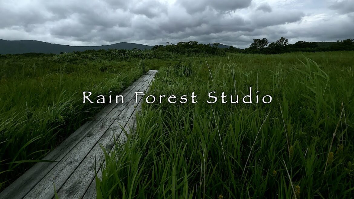 Tashirodaira: Rainy Wetland [4K]