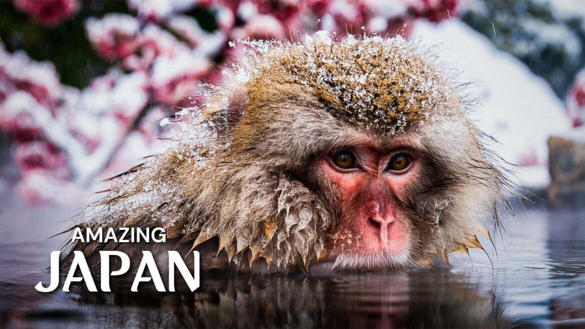 Stunning 4K Video Of Japan | Amazing Places In Japan | Ultimate Japan Travel Guide