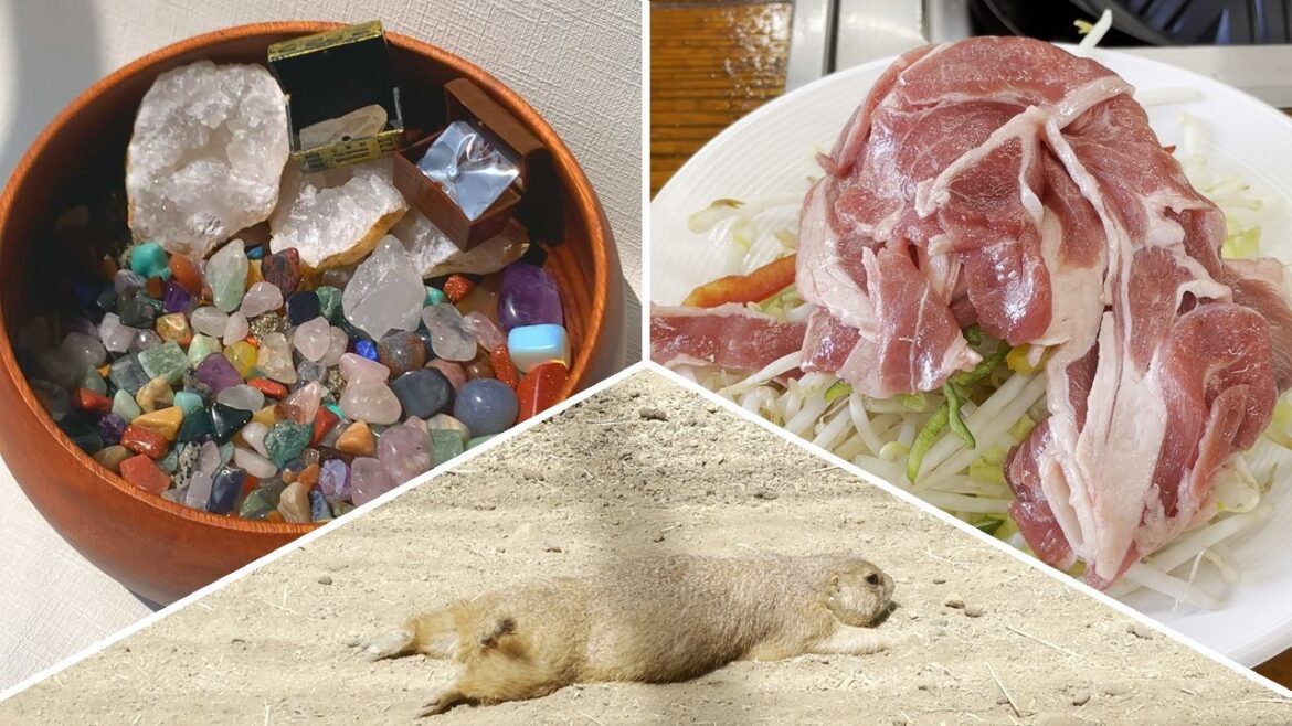 那須で大人も子供も楽しい宝石探し&どうぶつ王国で動物たちに癒される!!! 那須で大人も子供も楽しい宝石探し&どうぶつ王国で動物たちに癒される!!!