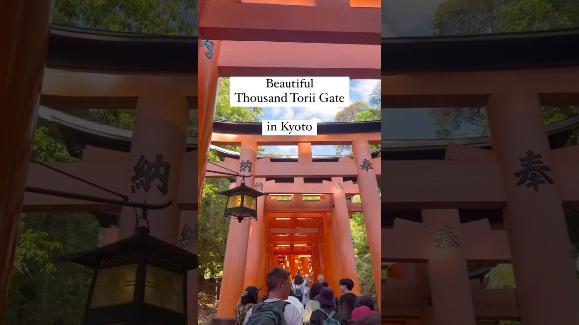 Thousand Torii Gates | Amazing Kyoto Trip #japan