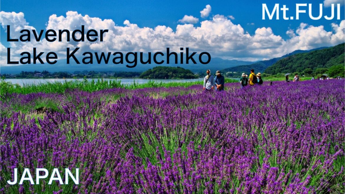 【JAPAN】Mt. Fuji's nice View! Summer Spots: Lavender Fields at Lake Kawaguchi's Oishi Park & Cruise