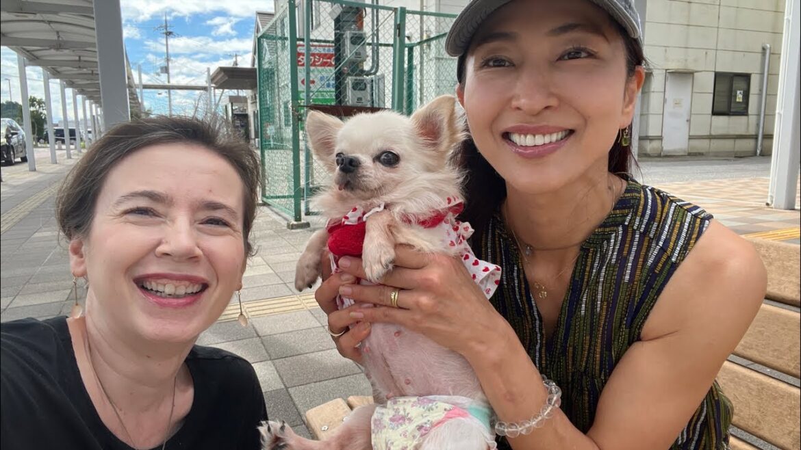 Introducing Momohime | Japanese Puppy Mill Rescue