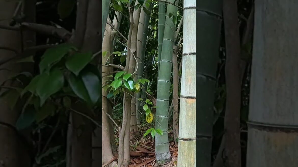 Old Samurai Road  #traveljapan #chibajapan #historical