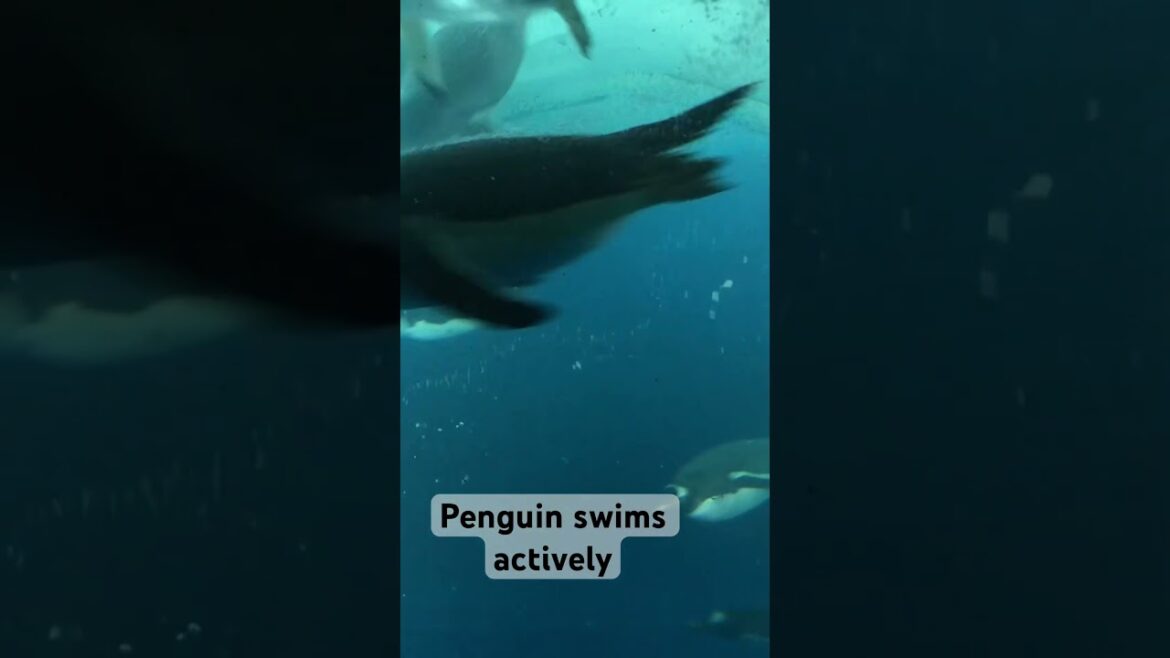 Penguin Swims Actively #nagoyaaquarium #shorts #japan