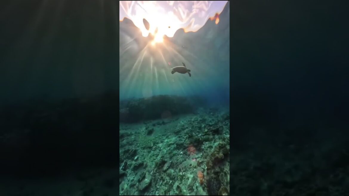 The island closest to heaven #japantrip   #island  #沖縄 #okinawa   #beach  #beautiful