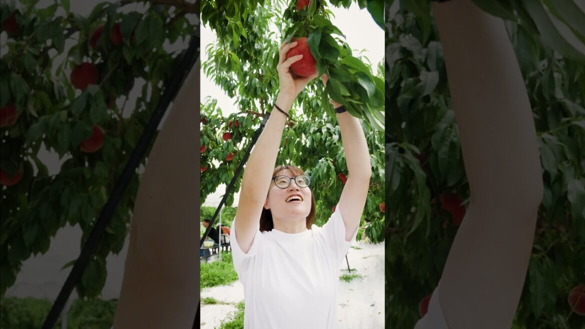 Trying Peach Picking at the Fukushima Fruit Kingdom...