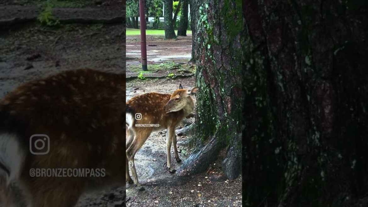 Escaping #Osaka Rain by visiting #Nara #adventuretravel #chicagopride #digitalnomadlife Escaping #Osaka Rain by visiting #Nara #adventuretravel #chicagopride #digitalnomadlife