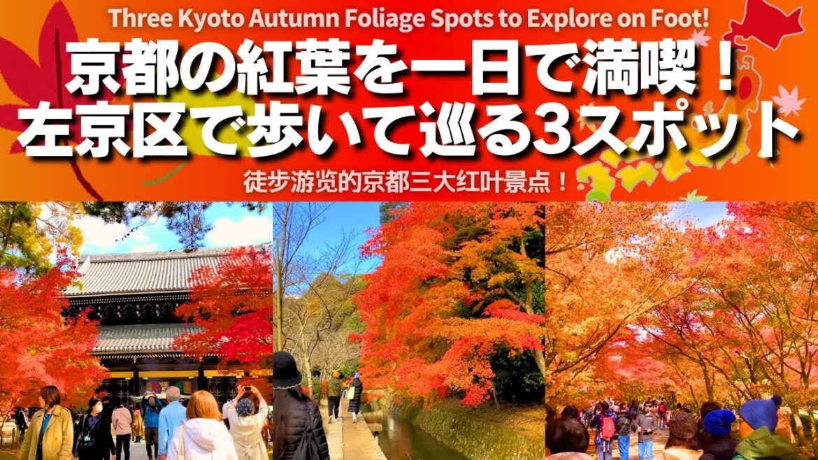 【Kyoto】3 Walkable Autumn Foliage Spots in Sakyo Ward, Kyoto
