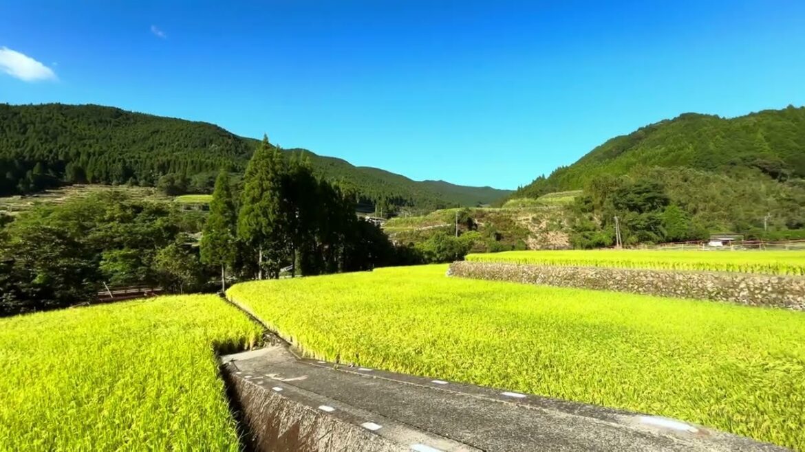 Japanese Countryside walk: Farm Roads in September in Japan（水俣市古里有木）[4K HDR]