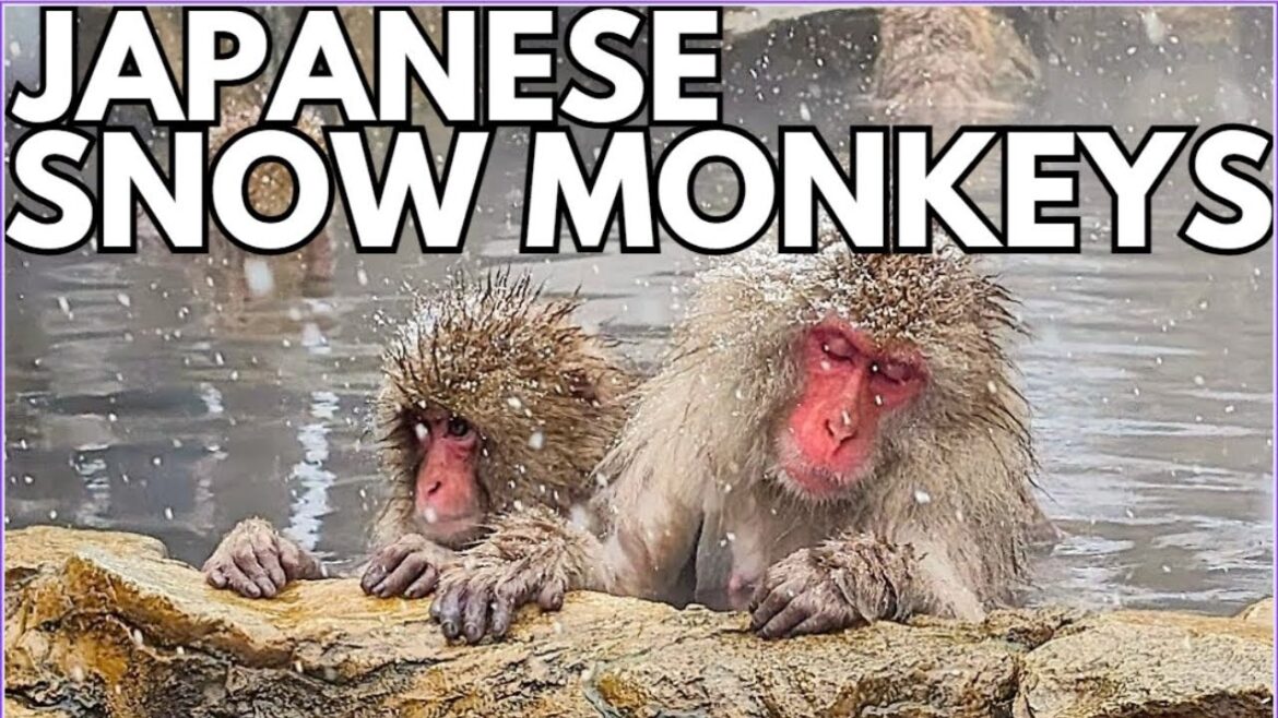 The FAMOUS Japanese SNOW MONKEYS! | Japan Travel Vlog The FAMOUS Japanese SNOW MONKEYS! | Japan Travel Vlog