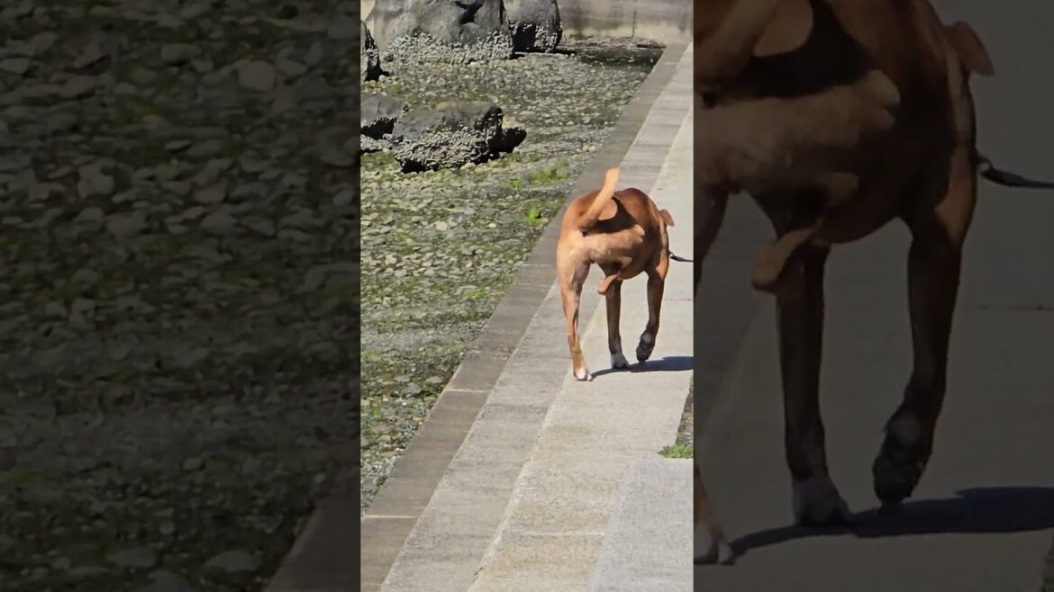 Akita loves the seawall