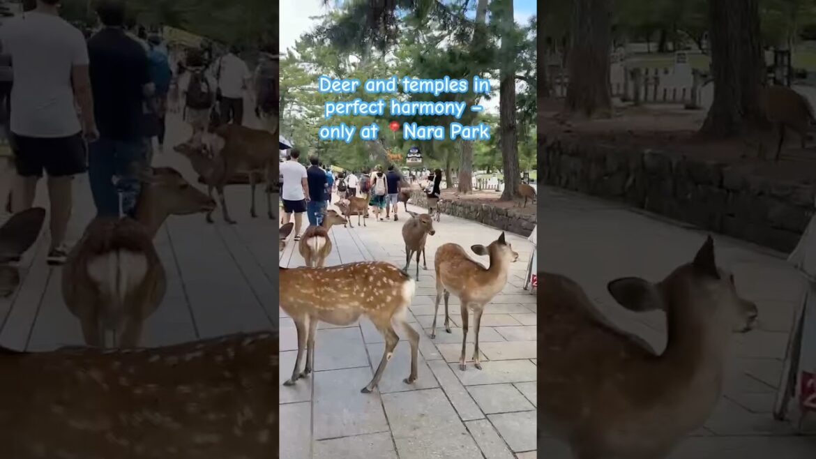 Nara Park | Nara’s charm | Temples and deer 🏯🦌 #DeerAdventures #narapark #shorts #travel #nature