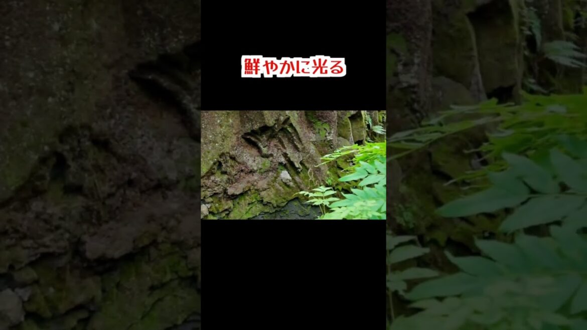 【札幌から夏の日帰り旅②】苫小牧の秘境　樽前ガロー　神秘の絶景