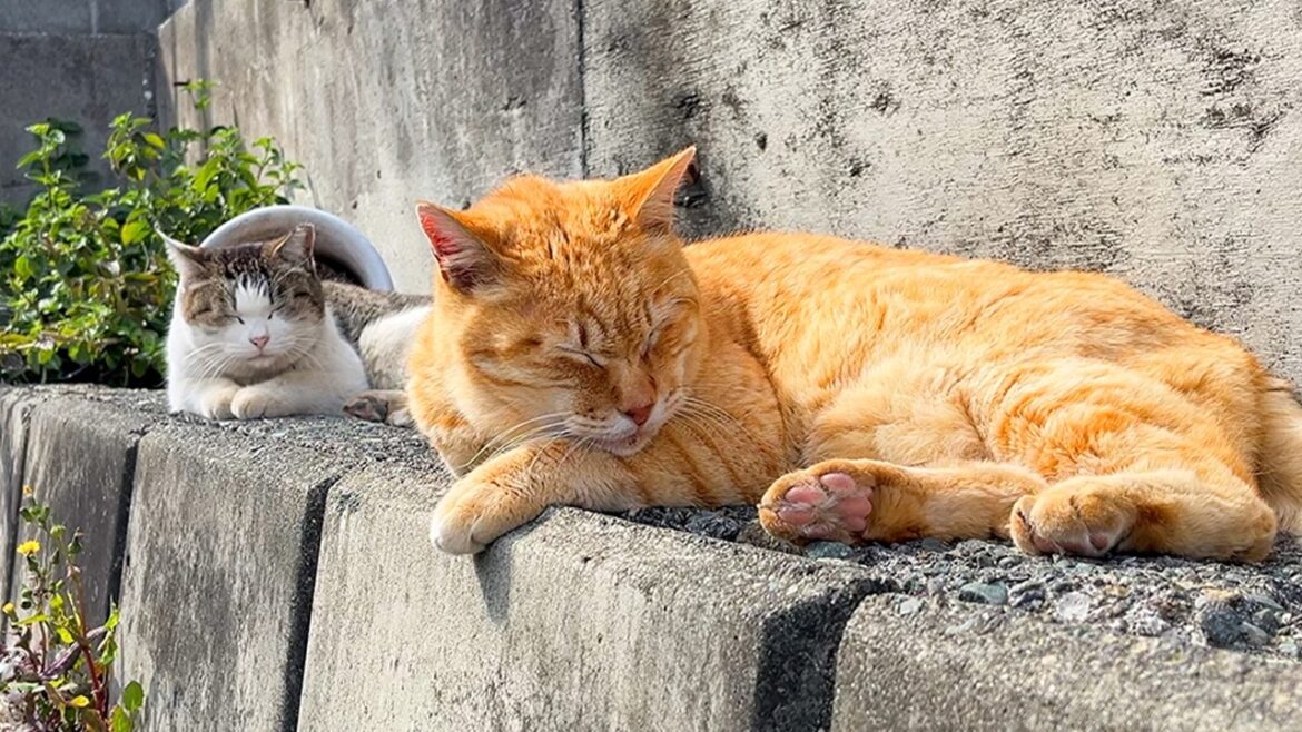 Trip to Japan’s wonderful Cat Island & Cat Cafe!! | Enoshima Island🐈 Trip to Japan's wonderful Cat Island & Cat Cafe!! | Enoshima Island🐈