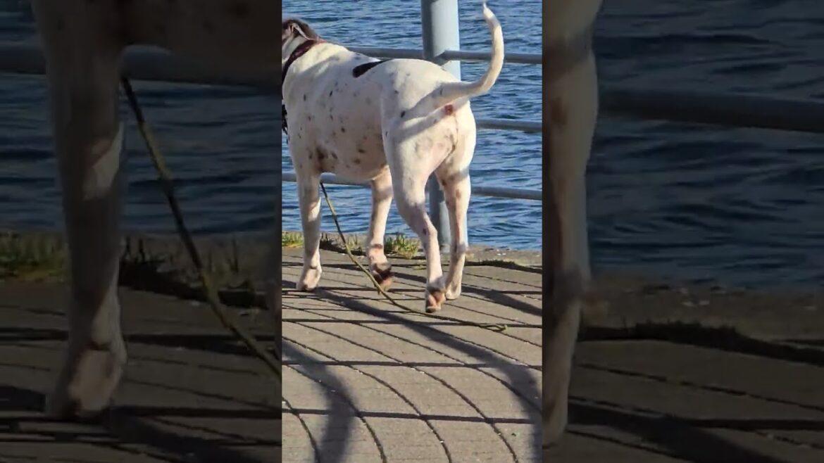 Akita is going somewhere Akita is going somewhere