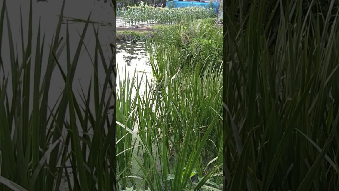 忍野八海「菖蒲池」| 八番霊場 | 世界遺産 忍野八海「菖蒲池」| 八番霊場 | 世界遺産