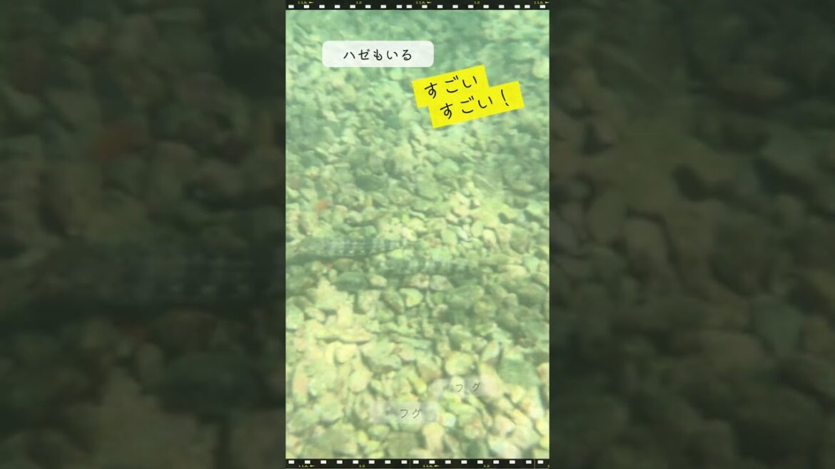 ［沼津大瀬崎］フグ・スズメダイ・ハゼに遭遇！水深1mダイビング #沼津   #観光