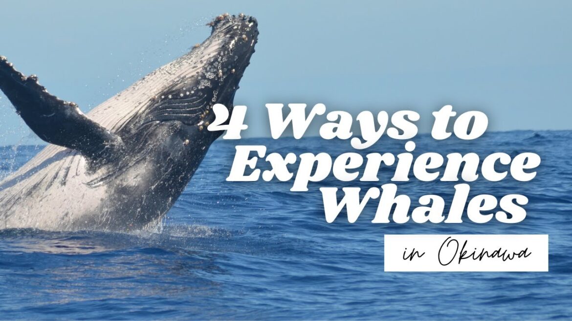 Swimming with Whales in Okinawa, Japan (+ 3 other ways to see them!)