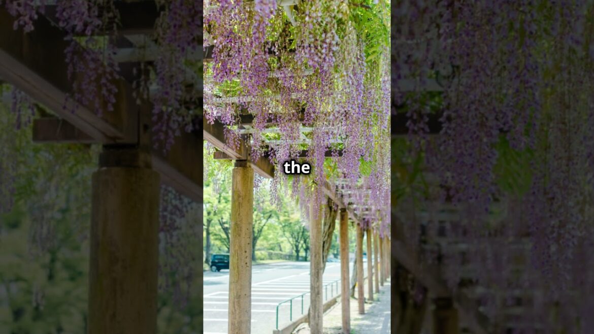 Top 5 Wonders of Japan You Must Experience!  #japantravel #japantouristguide #explorejapan