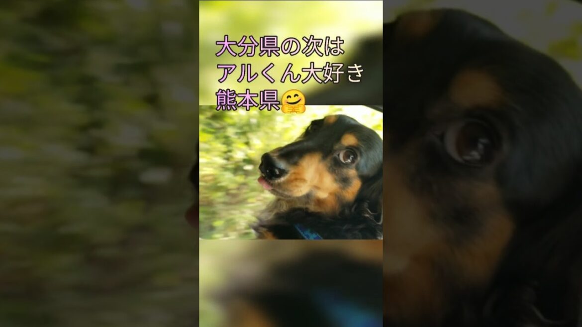 【#ドライブ大好き阿蘇大好き犬】#阿蘇#アルくん #ミニチュアダックスフンド #癒し #いぬのいる生活 #ショート #@aru-channel722
