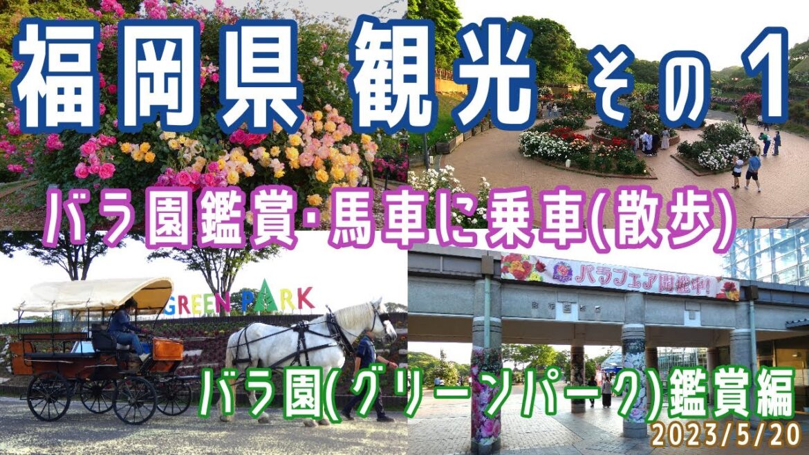 【福岡観光(日帰り)#1】バラ園 鑑賞(グリーンパーク/園内散策/馬車/バラ園(昼鑑賞))※2023.5.20