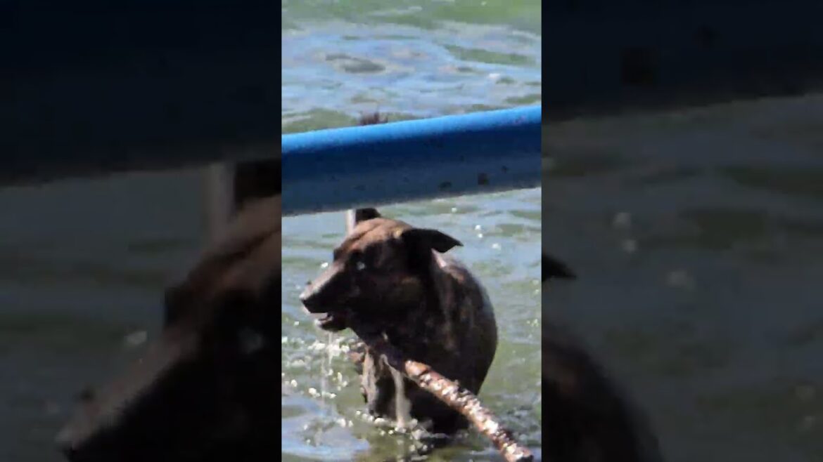 Akita Showing off Akita Showing off