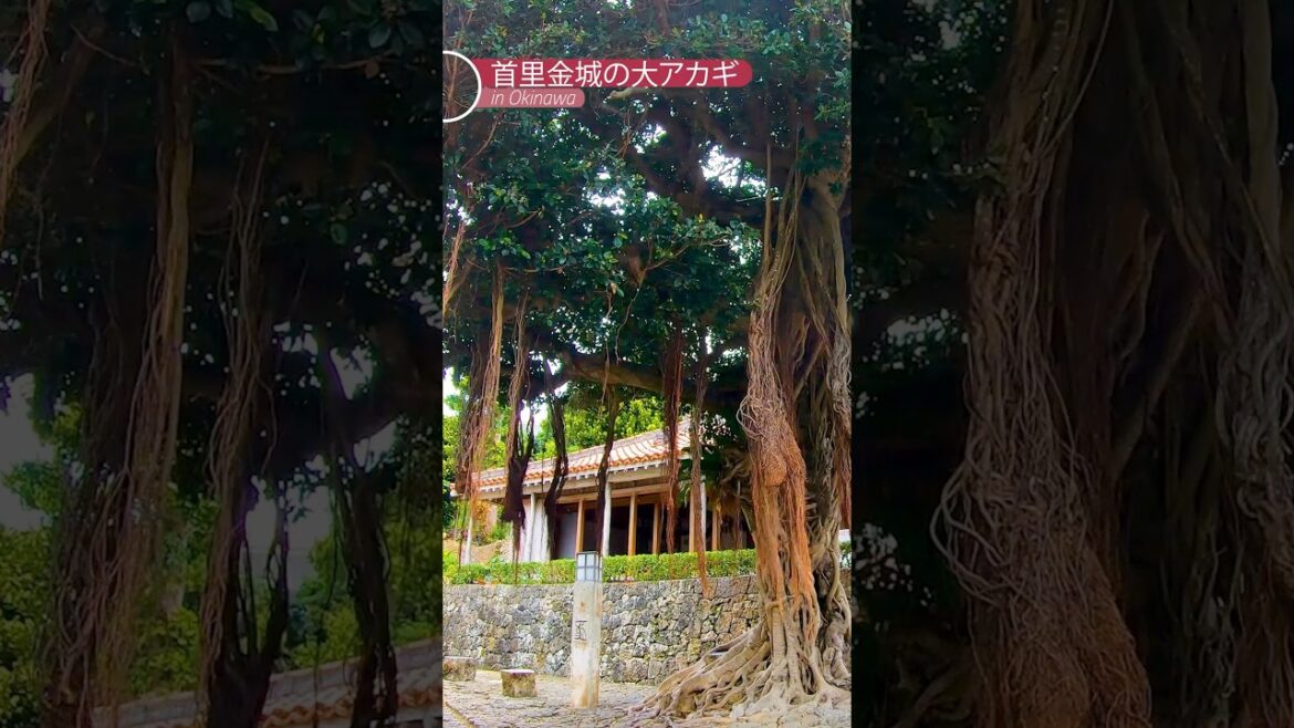 [沖縄] 首里金城の石畳道と大アカギ♪ #okinawa #大アカギ #石畳道