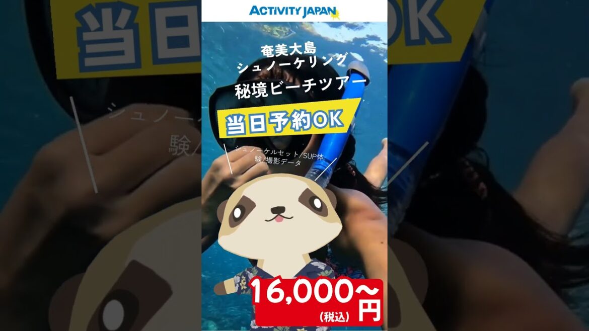 奄美大島　シュノーケリングの予約はアクティビティジャパン  #奄美旅行 #ミーアキャット