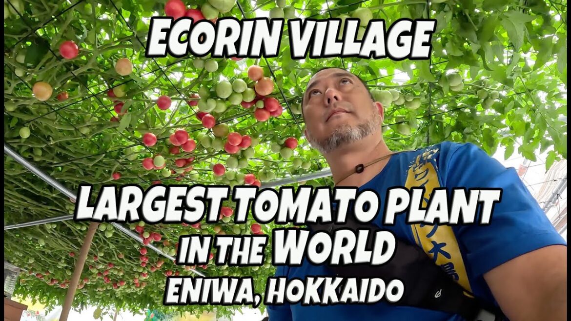 Ecorin Village | Largest Tomato Plant in the World | Lunch at Rakuda Ken | Eniwa Sapporo Hokkaido
