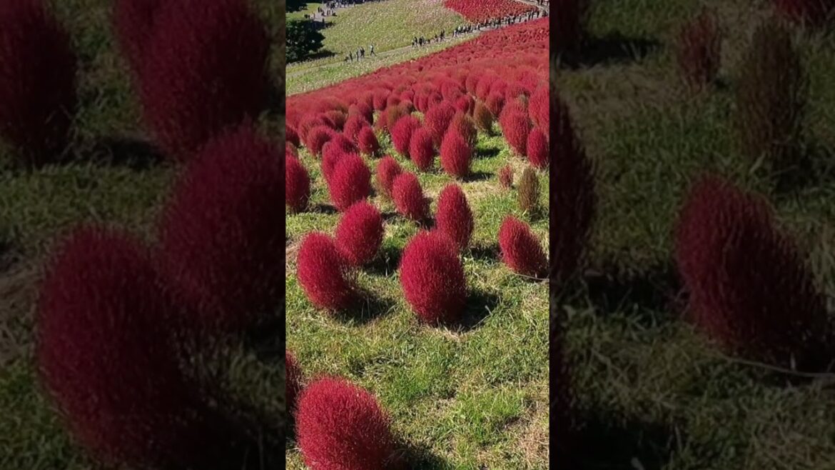 Breathtaking Blossoms  #traveljapan #nature #park
