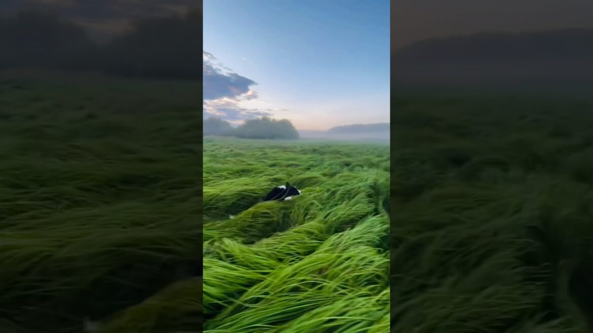 🫡Places On Earth That Don't Feel Real in Japan, Thailand, and china 🙄#nature #shorts #travel