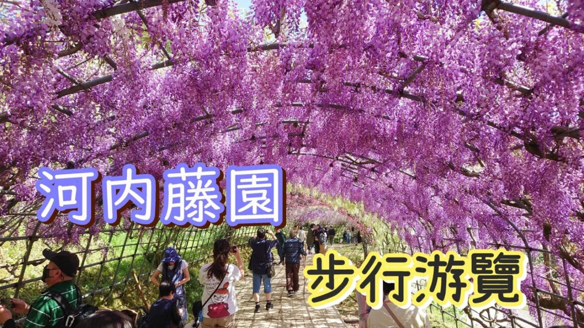 【日本九州自由行】4月下旬不可錯過地點 | 到北九州看紫藤 | 河内藤園步行游覽