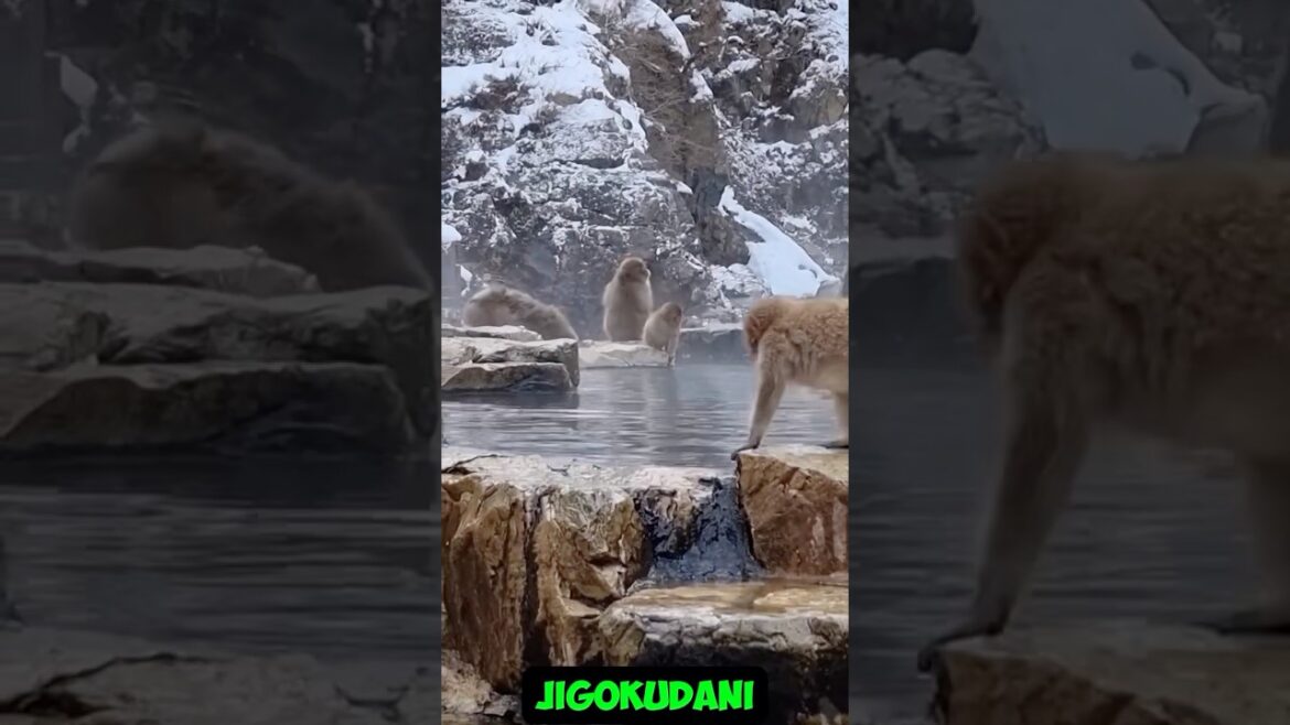 Places in Japan that don’t Feel Real #facts #explorearizona #naturalwonder Places in Japan that don't Feel Real #facts #explorearizona #naturalwonder