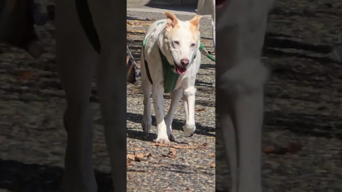 Akita going somewhere Akita going somewhere