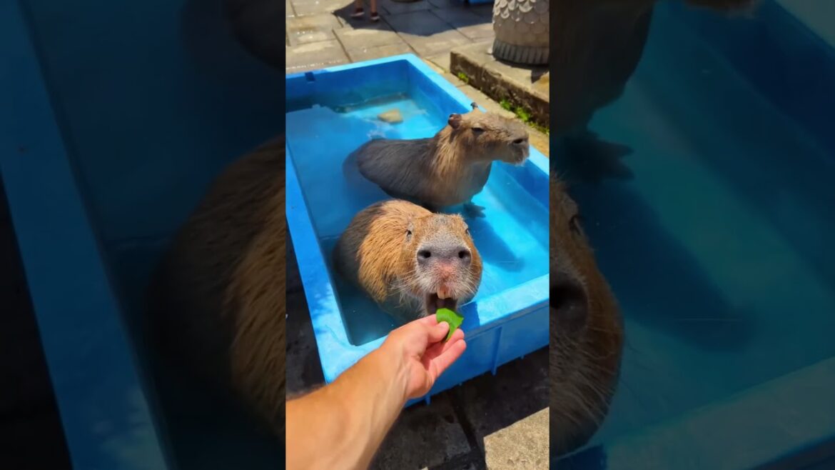 Capybaras, Japan's favorite cuddly animal! 🐹